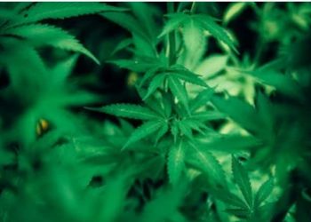 High CBD Cannabis Seeds: A Comprehensive Guide for Beginner Growers