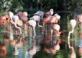 Why Group Travellers Prefer Flamingo Transworld for Kenya Tour Packages from India