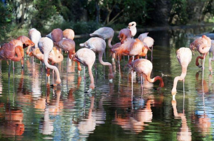 Why Group Travellers Prefer Flamingo Transworld for Kenya Tour Packages from India