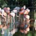 Why Group Travellers Prefer Flamingo Transworld for Kenya Tour Packages from India